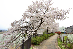 日吉ヒューマンロードの桜3