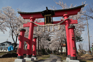 伊米神社（桜町）の桜1