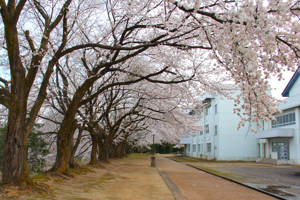 片貝中学校の桜1