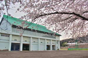 片貝中学校の桜2