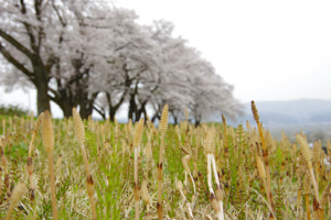 山本山調整池付近のつくし