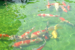 池を泳ぐ錦鯉の画像