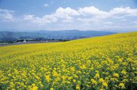 山本山の菜の花の写真