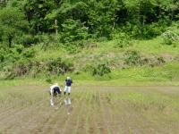 田植え体験の写真