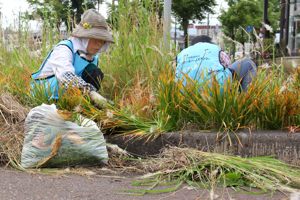 除草作業をする参加者の画像