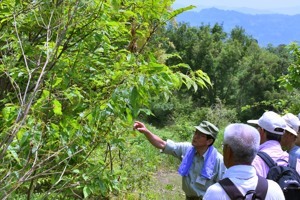 道端の植物の説明を受ける参加者の画像