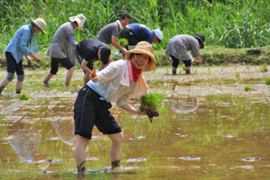 田植えをする参加者の画像2