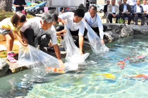 錦鯉放流の画像