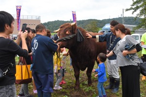 牛のとのふれあいの画像