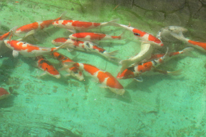 池を泳ぐ錦鯉の画像