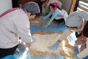 蒸した大豆に麹をかけている画像