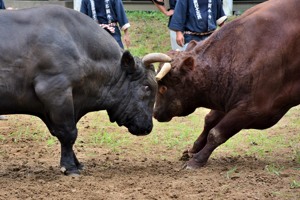 角を付き合う牛の画像