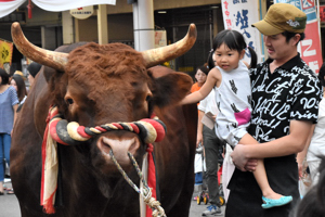 会場をパレードする闘牛の画像