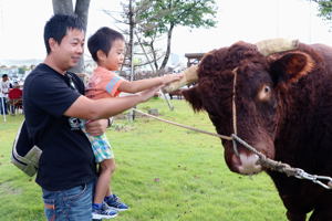 角突き牛と触れ合う来場者の画像