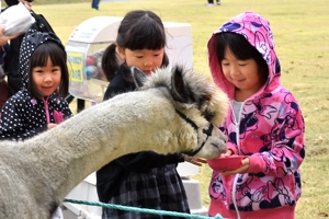 アルパカに餌をあげる子どもたちの画像