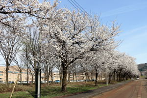 千谷工業団地内の桜2