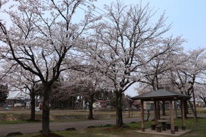 土川の桜2