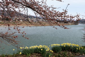 日吉ヒューマンロードの桜1