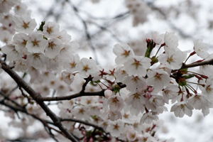 ひ生の桜2