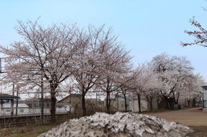 JR小千谷駅周辺の桜2