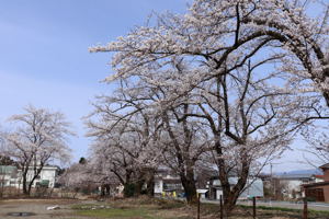 片貝河川敷の桜1