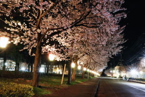 千谷工業団地の桜