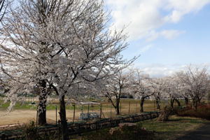 ぽっぽの里の桜1