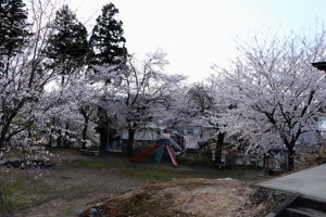 五智院の桜2