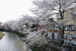 茶郷川の桜1