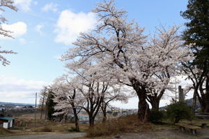 山本山調整池の桜1