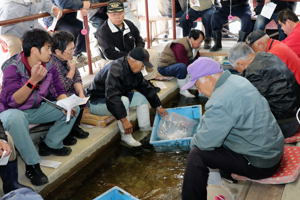 活気あふれる錦鯉市場の画像