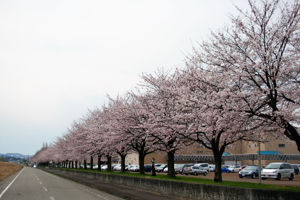 千谷工業団地の桜の画像