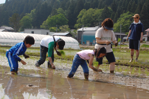 丁寧に苗を植えていく参加者の画像