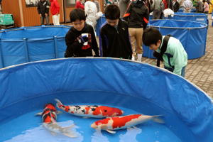 大きな錦鯉を見る来場者の画像