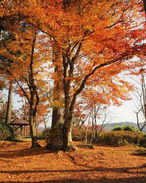 船岡公園の紅葉を撮影した写真の画像