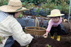 じゃがいもを掘る子どもの画像