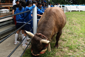 牛と触れ合う中学生の画像