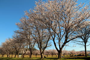 千谷運動公園内の桜の画像