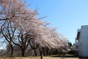 片貝中学校の桜の画像