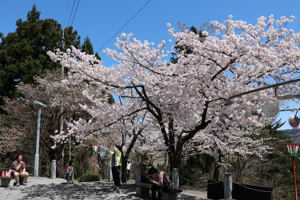 満開の桜の画像