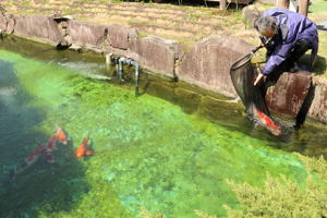 庭園の池に錦鯉を放流する画像