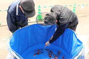 錦鯉を指差す来場者の画像