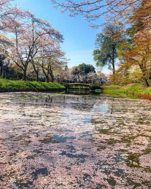 船岡公園の池で撮影した、桜が舞った後の美しさの画像