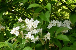 数の少ない貴重な白いタニウツギの花の画像