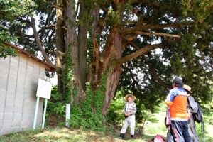 澤山神社の大杉について説明を聞く参加者の画像