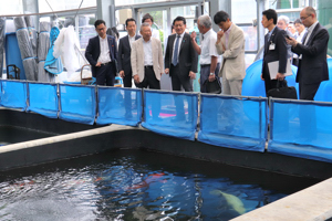 養鯉池を視察する平井大臣らの画像