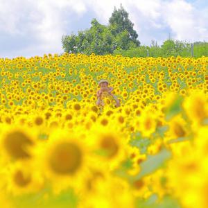 満開の山本山ひまわり畑の画像