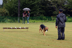 警察犬の模範演技の画像