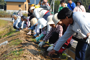 水仙の球根を植える参加者の画像