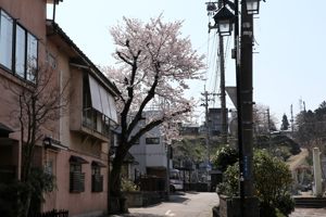 平成町の桜の画像